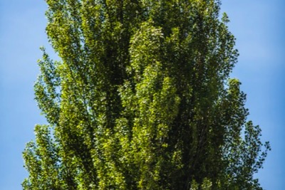 best-hauser-30